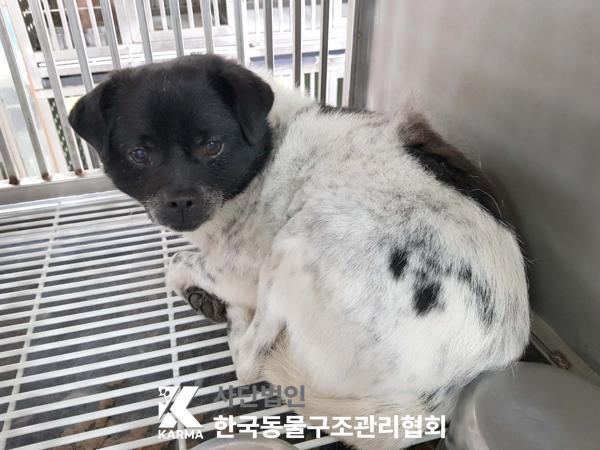 한국동물구조관리협회_411315202500163